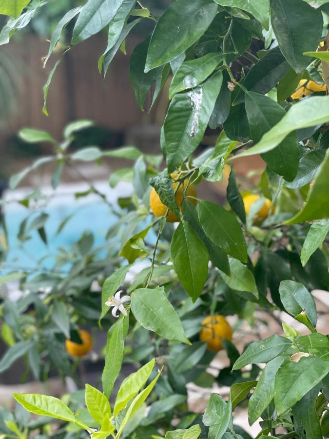Maison Dans Les Arbres, Spa, Tennis, Parking نيم المظهر الخارجي الصورة